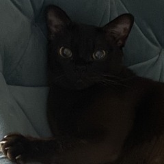 di