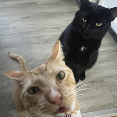 shadowandchester