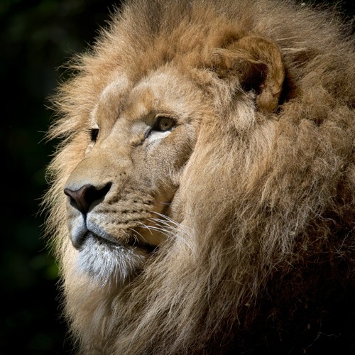 A.Dam Hsu Ft. Sergi Yaro - I'd Wait For You