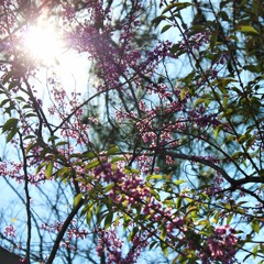 Seventh Fall