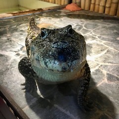 Croco