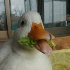 ZapyChan