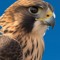 Desert Falcon