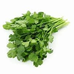 cilantro