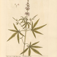 flowerparti
