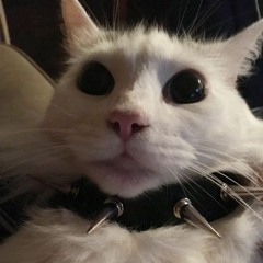 ¿?
