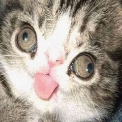 qwizzl