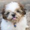 puppybrownie