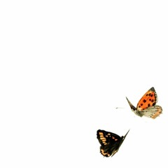 ( ⚈̥̥̥̥̥́⌢⚈̥̥̥̥̥̀)