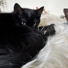 FosterCat