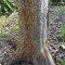 Elmo the elm tree