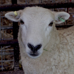 Issaku VINCENT / Vinny Blackberry