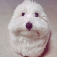 старейшина #блядсккий