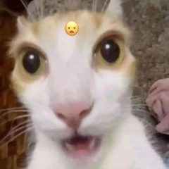 Arif