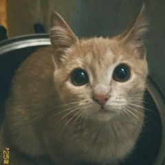 meow