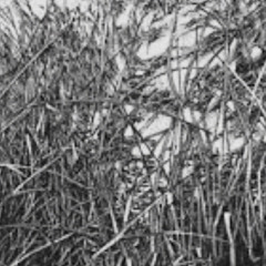 JacksInTheGrass