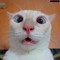 icat