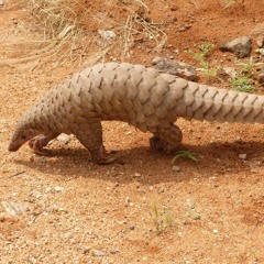 Pangolin