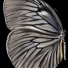 Schmetterling