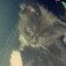 charlee