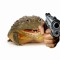 YourLocalFrogDealer