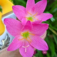 Rồi Nâng Cái Ly Thương Nhau Tới Bến  Nhạc Dân Ca Trữ Tình Quê Hương Miền Tây Tuyển Chọn