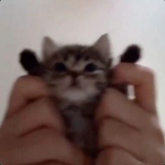 ( ﾟ∀ﾟ)人(ﾟ∀ﾟ )