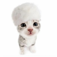 믄냥이