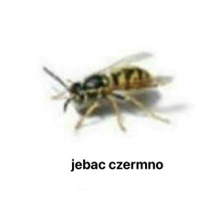 numer1haterczermno
