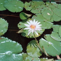 aquaticflower