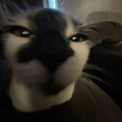 Koi😼