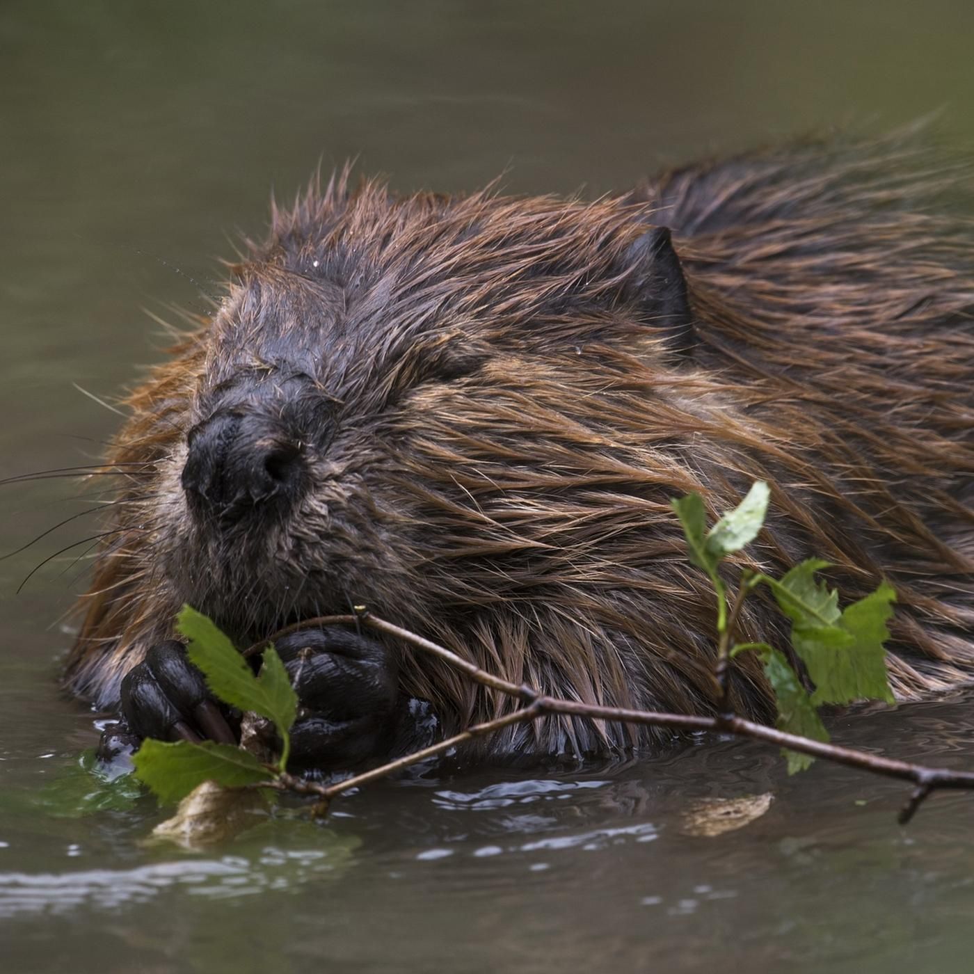 Rumpled Beaver Podcast
