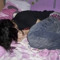 tiredofubby