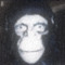 ape)