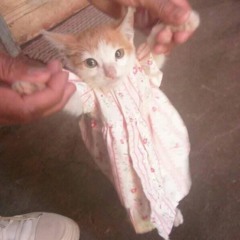 bánh mật thúi 🥧🍵