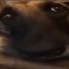 Dogi