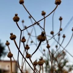 pyrrol