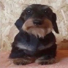 domo