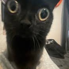 Amphetakitty