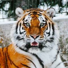 Tiger King: The Musical [A Parody!]