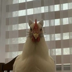 ｀、KONTACT.DYNASTY 、ヽ