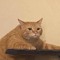 meow meow Man