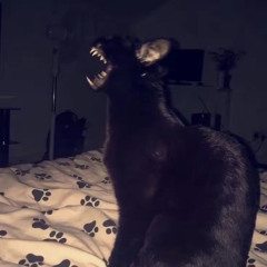 robbie stinky