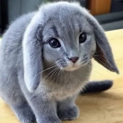 Cabbit