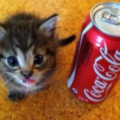 Da ni ni ni ni eu el muito pro pro pro fortau