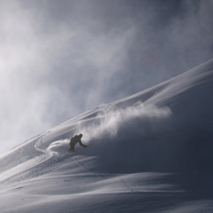 Mountain_ant_x