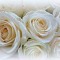 زهرة النور (flower of light)
