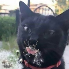 Silly Guy