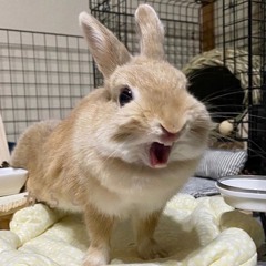screaming bunny