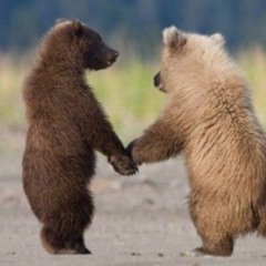 ✨ Grizzly Bear ✨